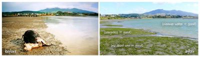 2011 - Whaingaroa Harbour - before and after shots
