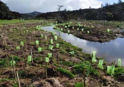 2015 - Tangatapu - Planting Day